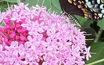 How does your garden grow?