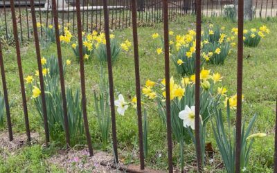 Lessons from a Cemetery