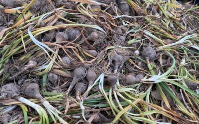 Bulbs–the Gift Goes On