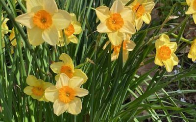 Jonquil Jubilee 2023