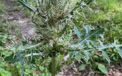 Thistles–beauty among the thorns