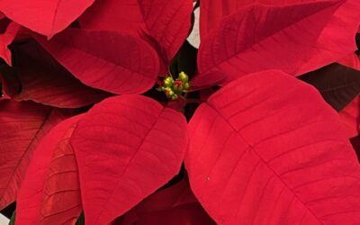 Calm and Quiet at Christmas